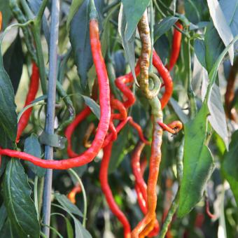 'Spaghetti' chilli peppers
